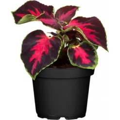 Sola Elektronische Neigungs-Wasserwaage RED 25 Digital -Heimwerkzeuge 9002719039938 4990 4